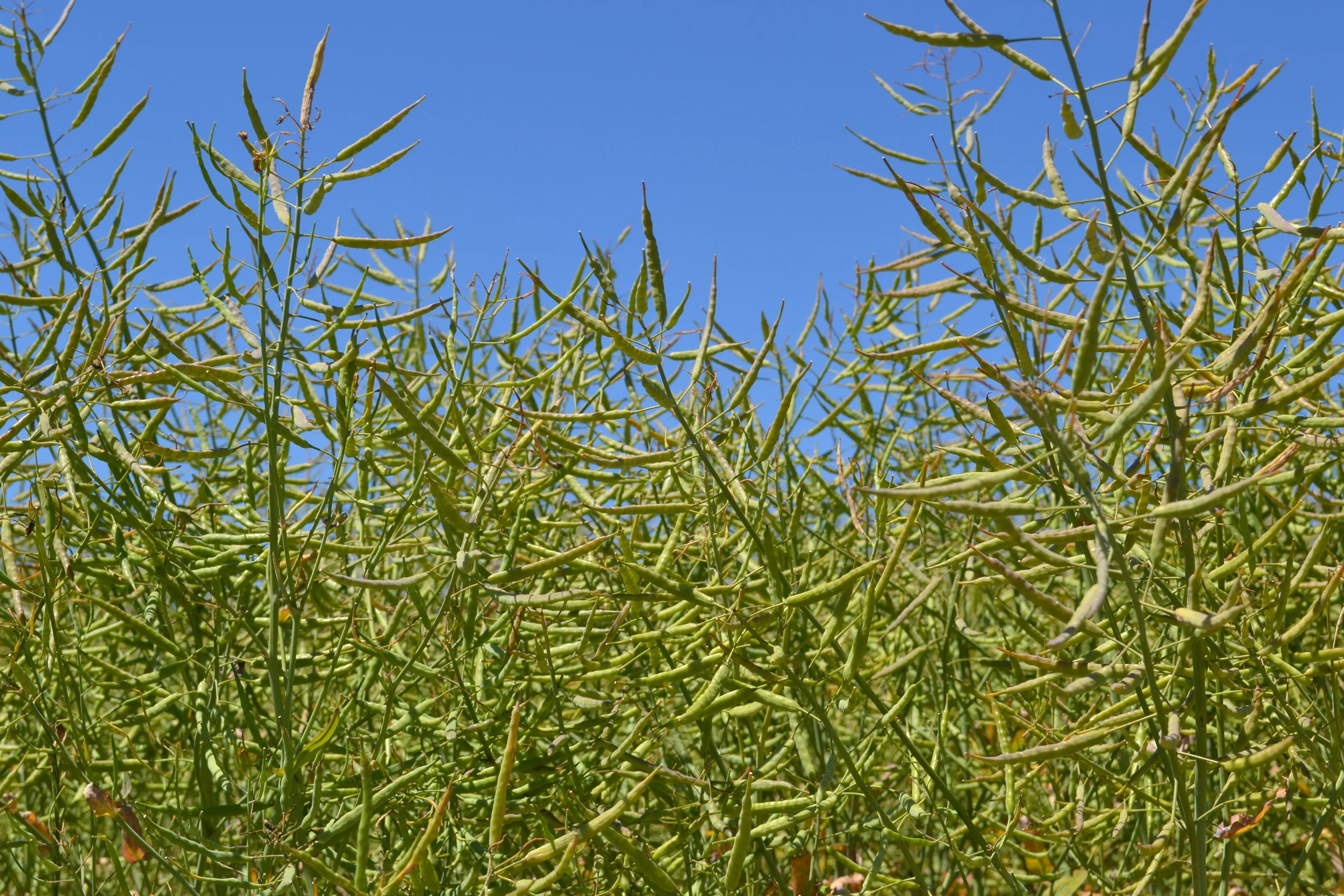 Rapeseed