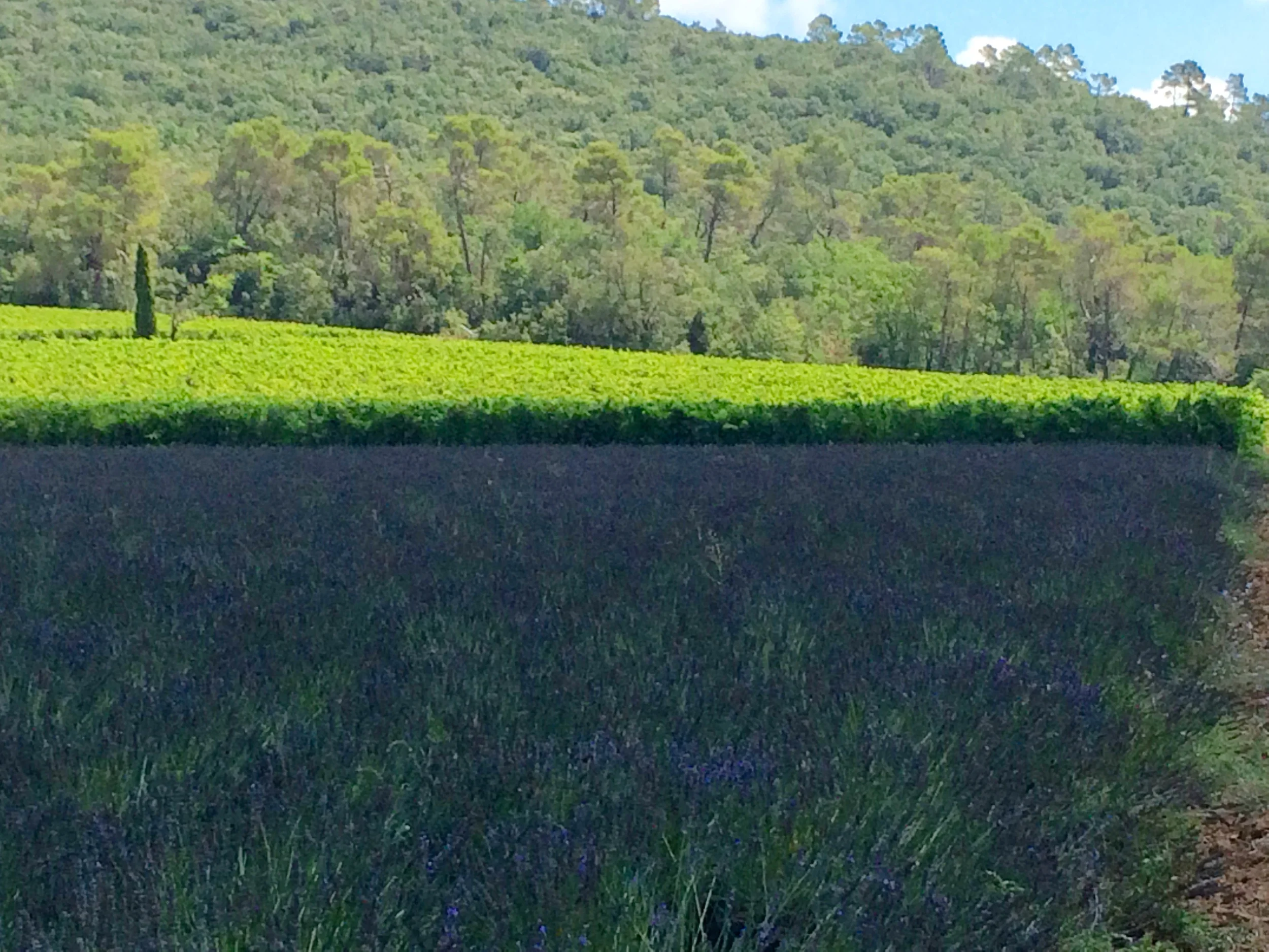 Lavender at Chateau LaCalisse