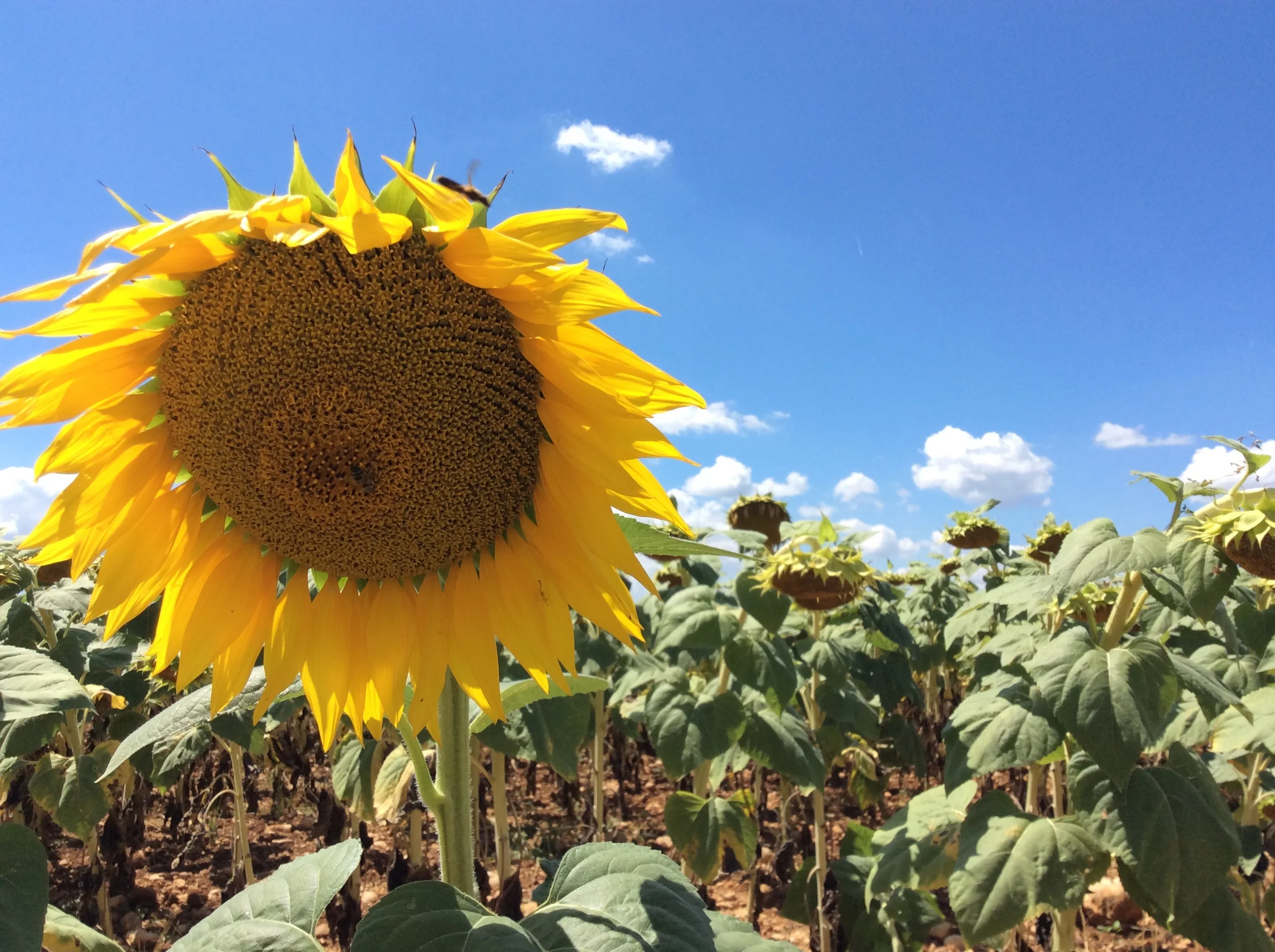Sunflowers on the Valensole Plateau