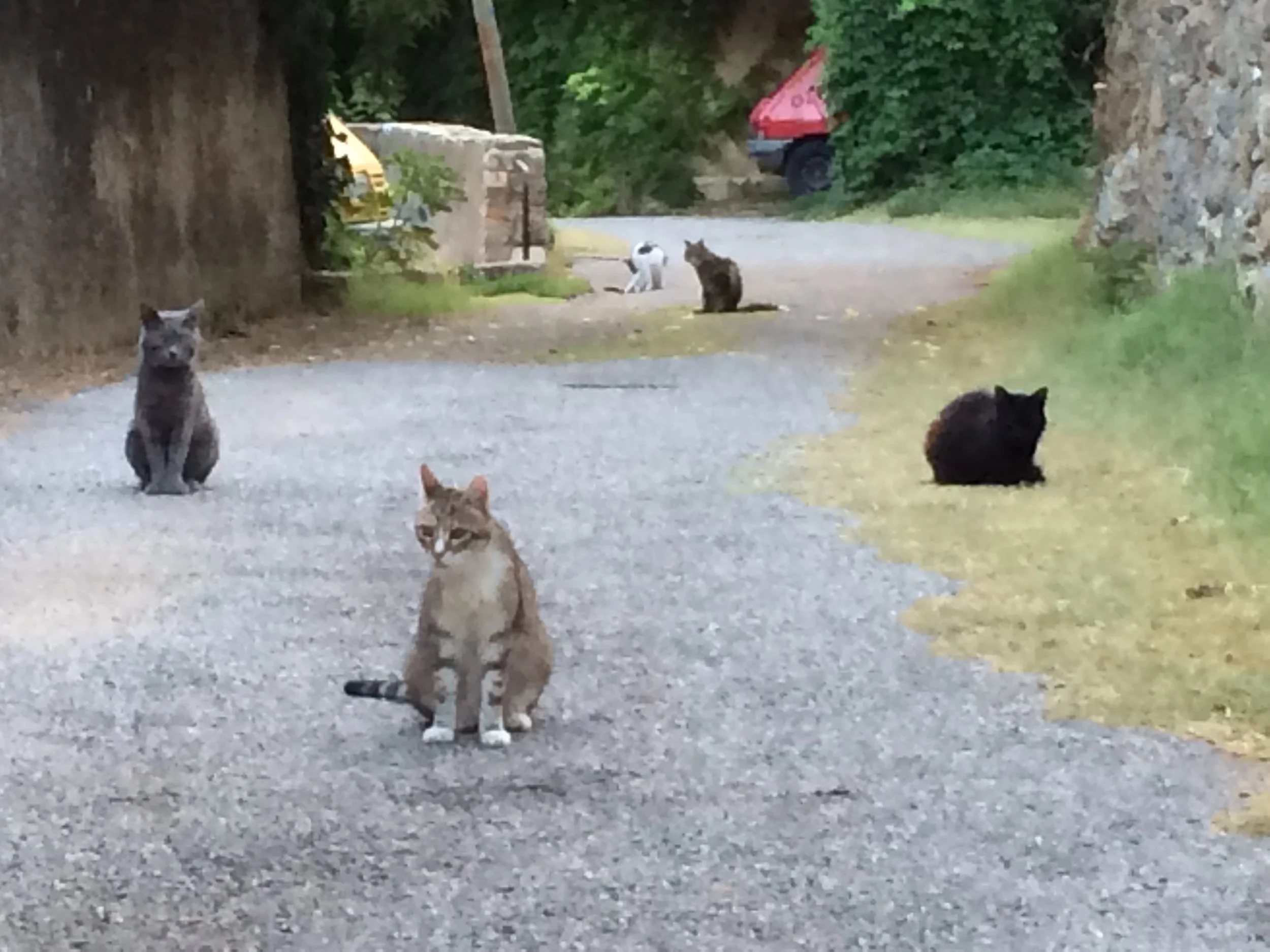 The Cats of Cotignac