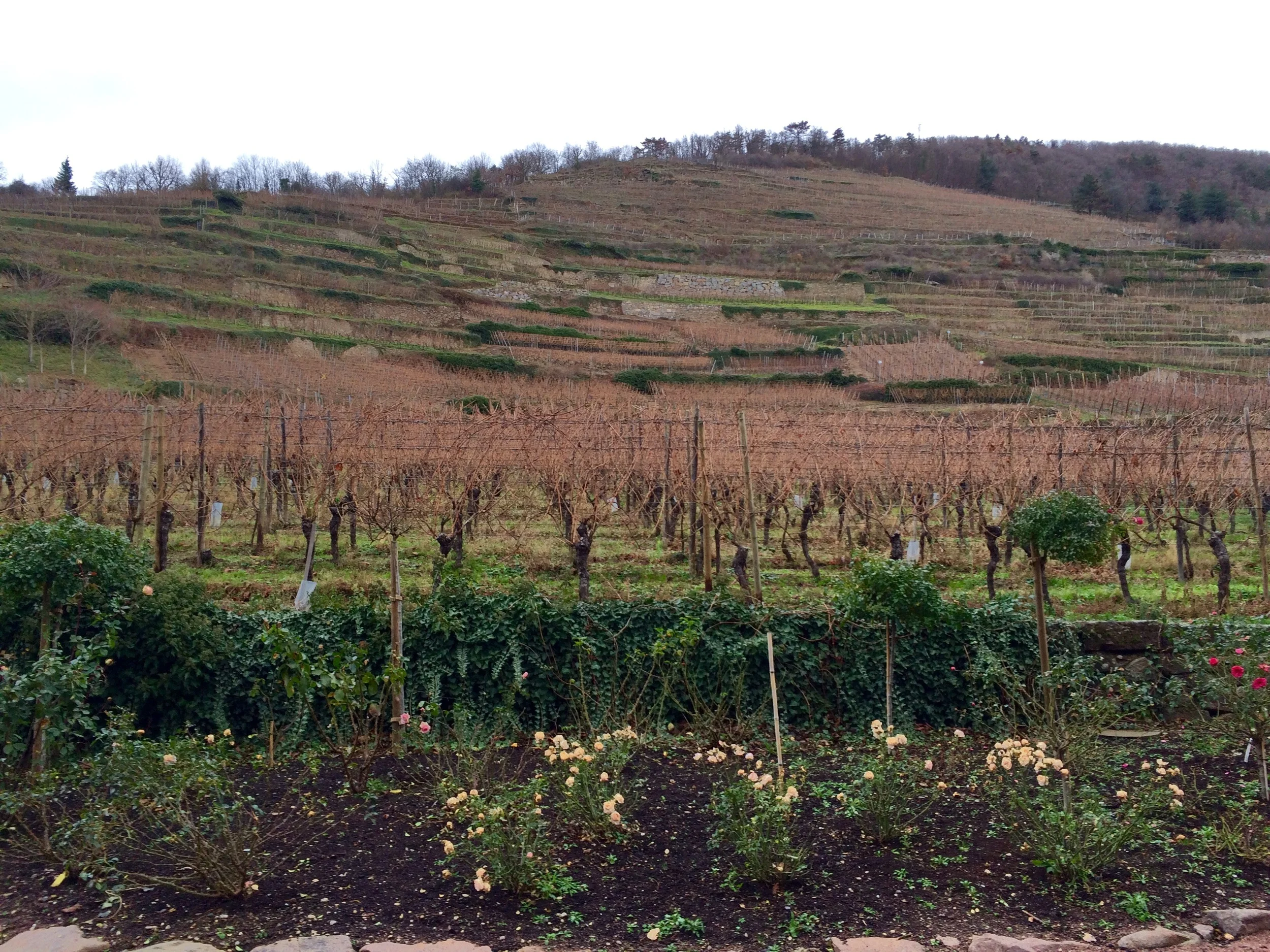Vineyards at Kaysersberg, France