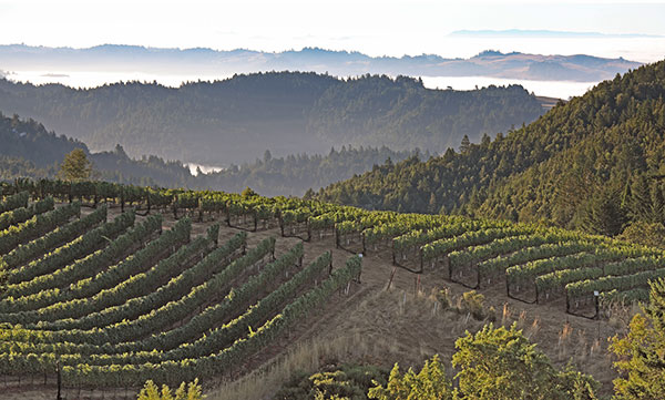 Vineyard_Coastal_Fog_2400x1442.jpg