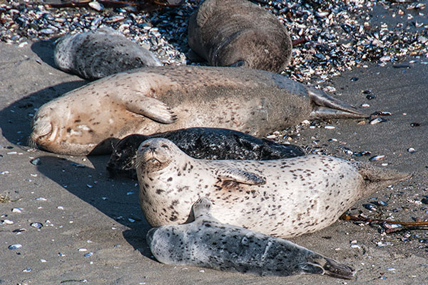 sealphoto9.jpg