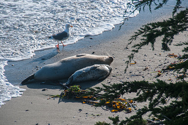 sealphoto1.jpg