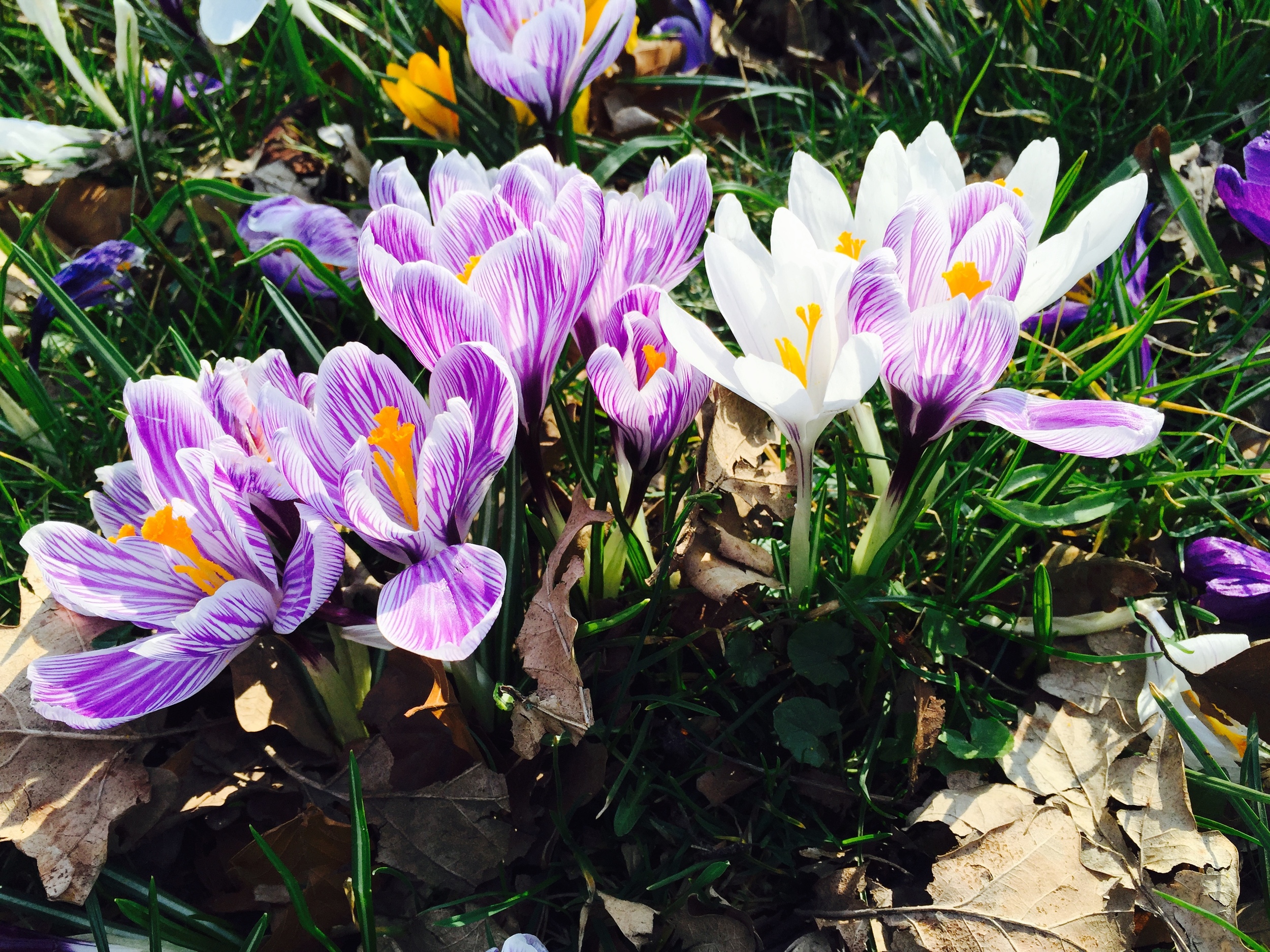 Beauty_And_Nature_Crocuses_Spring.jpg