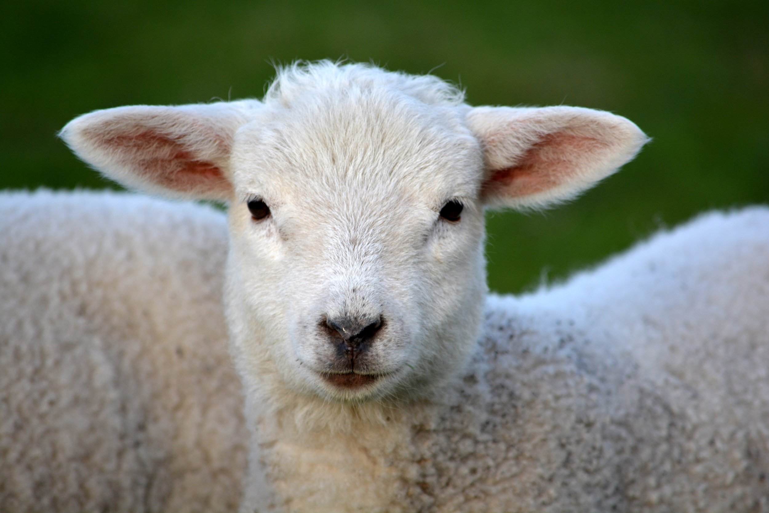  Baby Lamb 