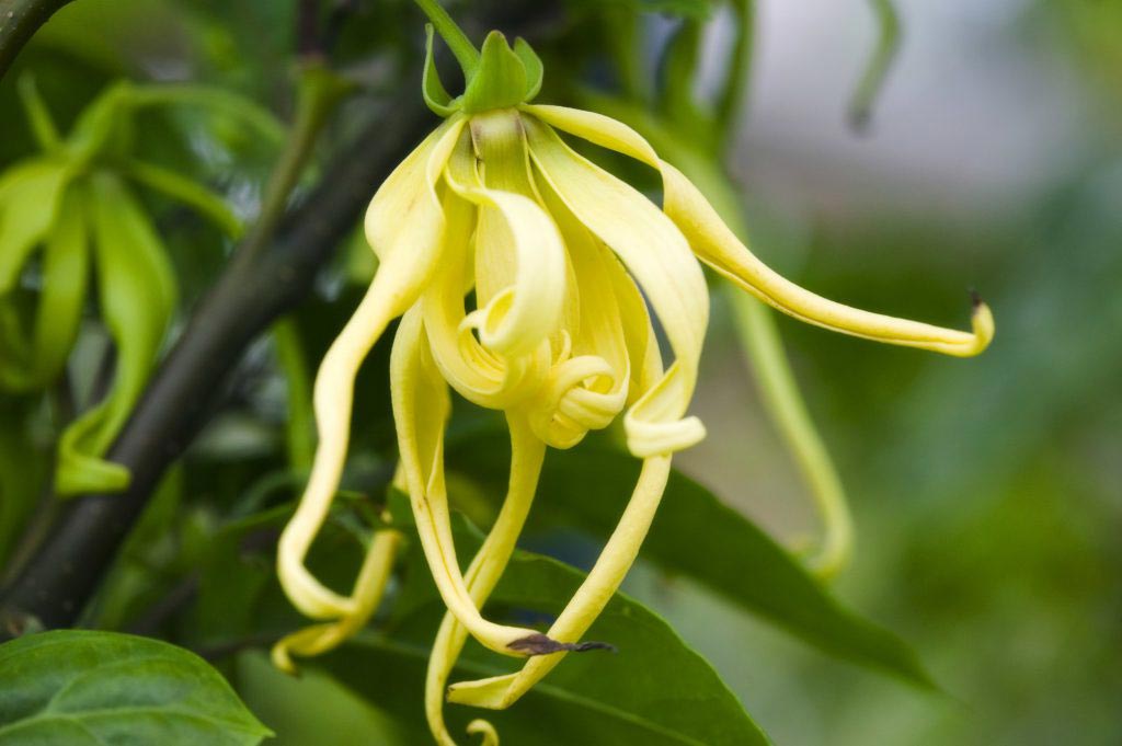 Ylang-Ylang blossom