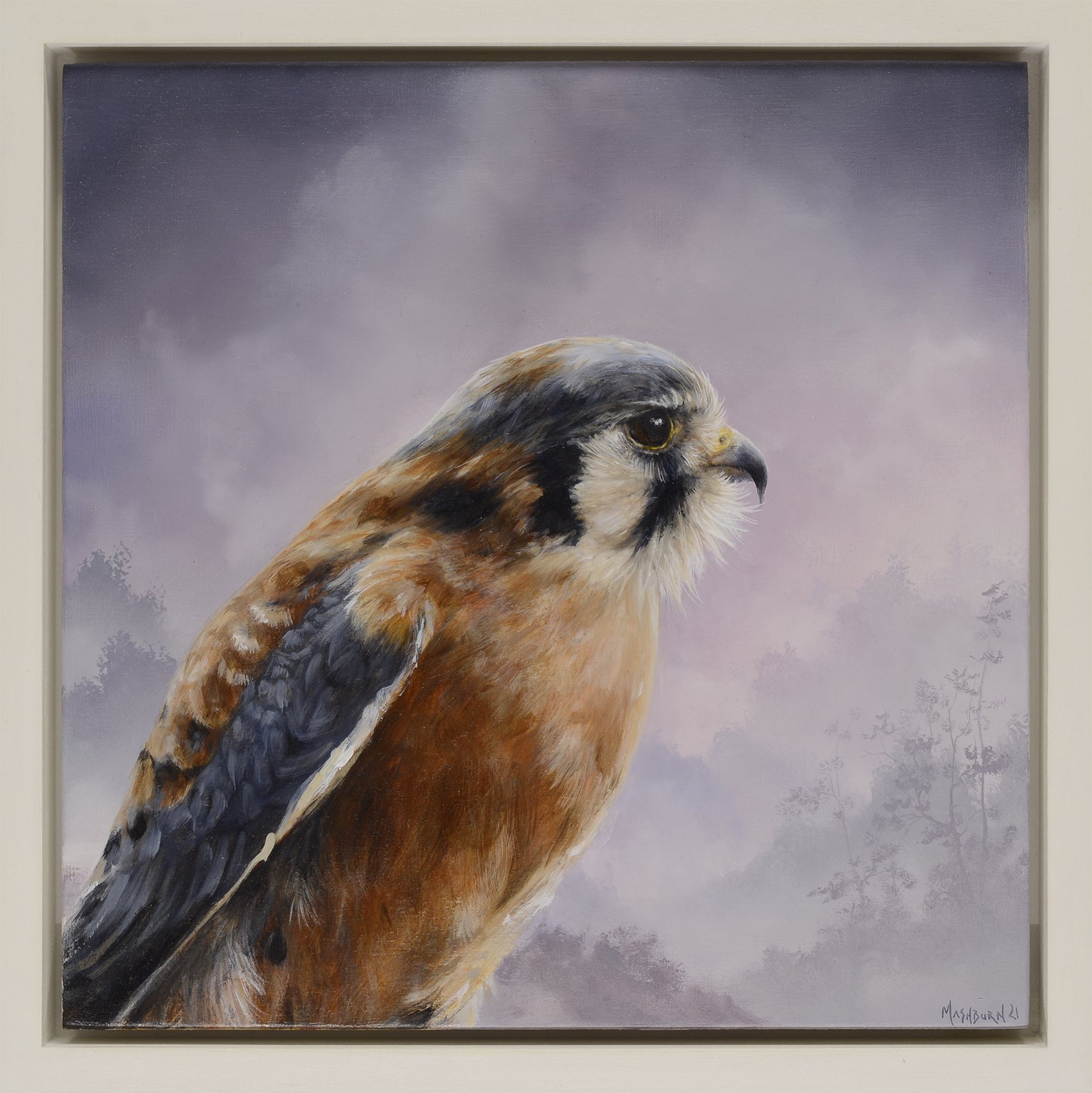 American Kestrel