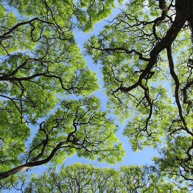 crown shyness...💚 via @bobcampello #socialdistancing #selfcare #beauty #nature #organic #hortūscollective #secretgarden #lovenyc