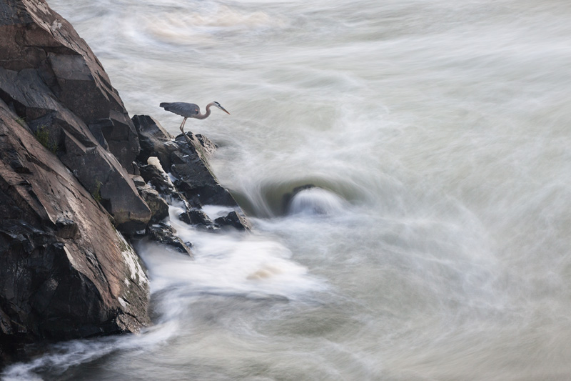 "Hope Remains" - Great Blue Heron fishing in Great Falls National Park, Virginia, United States.