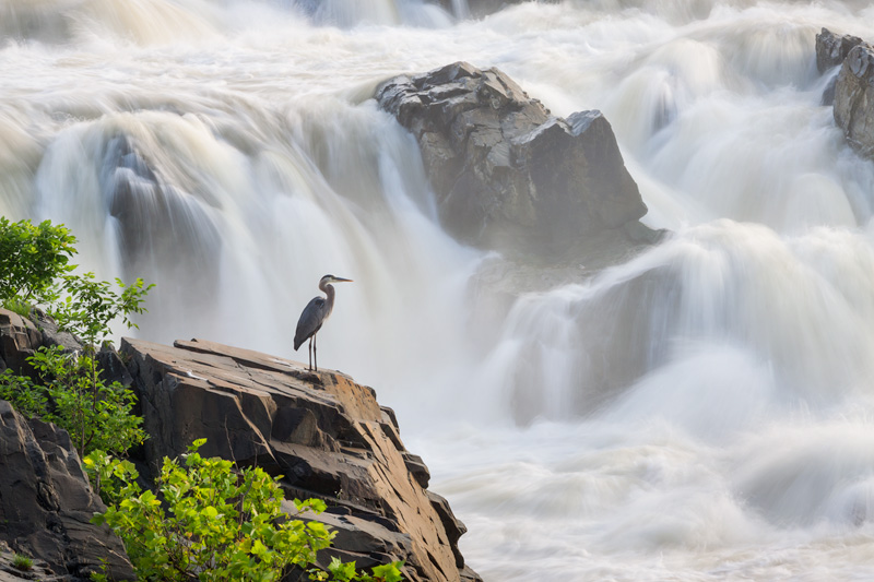 Silence In Chaos - Great Blue Heron Amid Rapids in the Potomac River, Great Falls National Park, Virginia.