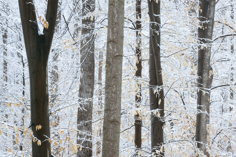 Scott's Run Nature Preserve in Snow, Virginia, United States.