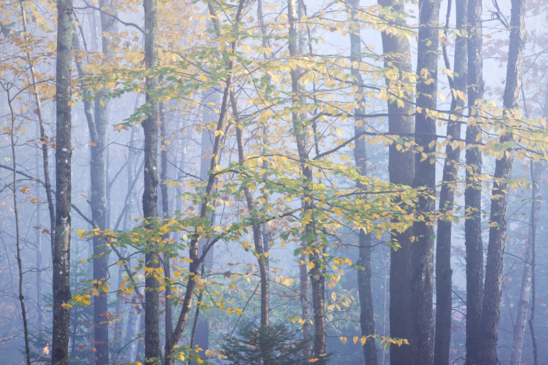"Haunted Woods", Autumn Forest in Fog, Northeast Kingdom, Vermont, United States.