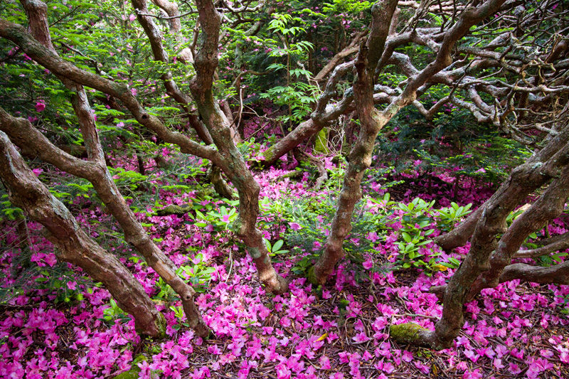 Rhododendron Past Bloom, Roan Mountain, North Carolina, United States.