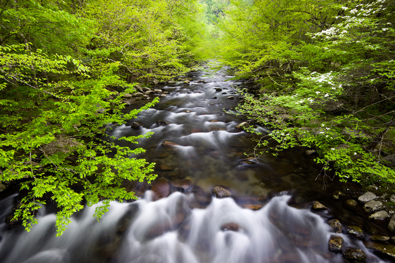 Spring Flow, Tremont, Great Smoky Mountains National Park, Tennessee, United States.