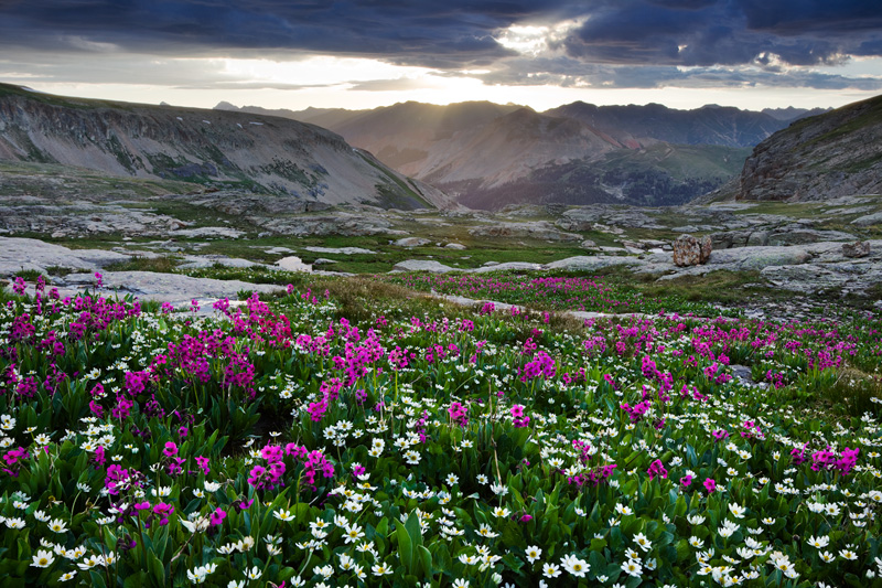 Flowers in the San Juan Mountains, Colorado, United States.