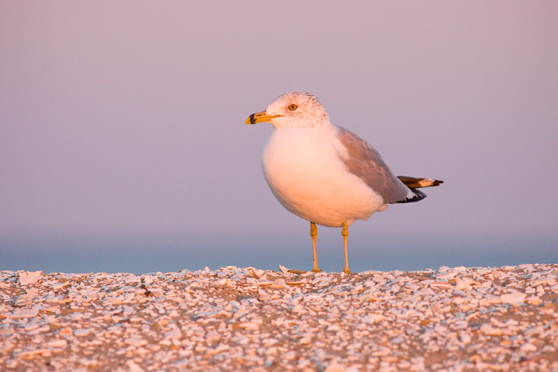 Ring-billed Gull (Larus delawarensis) Catching the Last Rays of Light, Chincoteague National Wildlife Refuge, Virginia, United States.