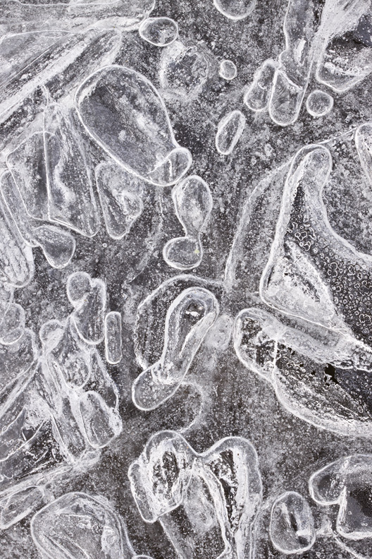 Amoeba Factory, Ellanor C. Lawrence Park, Virginia, United States.