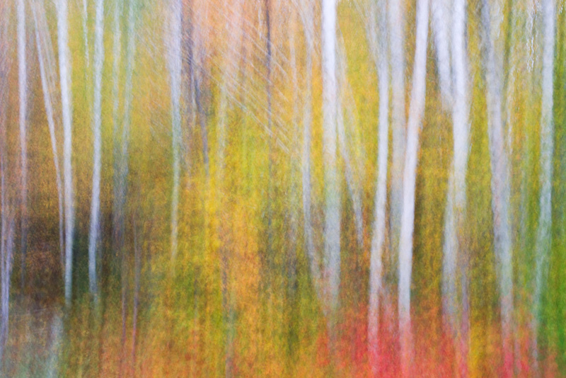 Autumn Birch Pan Blur, Groton State Forest, Vermont, United States.