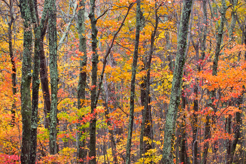Autumn Kaleidoscope, Shenandoah National Park, Virginia, United States.