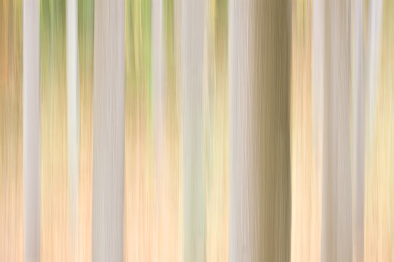 Beech Forest Impressions, Scott's Run Nature Preserve, Virginia, United States.