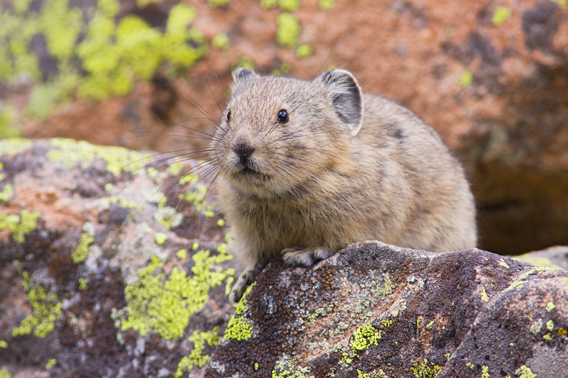 American Pika (Ochotona princeps) Standing on a Lichen Covered Boulder, Colorado, United States.