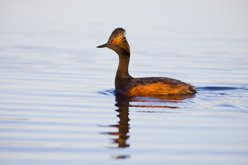 Male Eared Grebe (Podiceps nigricollis) on a Small Lake, Northern Colorado, United States.