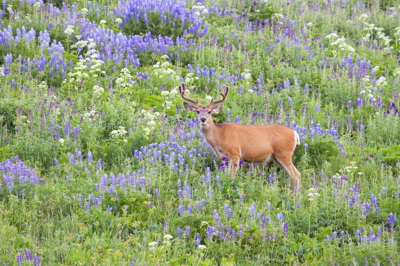 Mule Deer (Odocoileus hemionus) Buck Standing in a Field of Lupine, Gunnison National Forest, Colorado, United States.