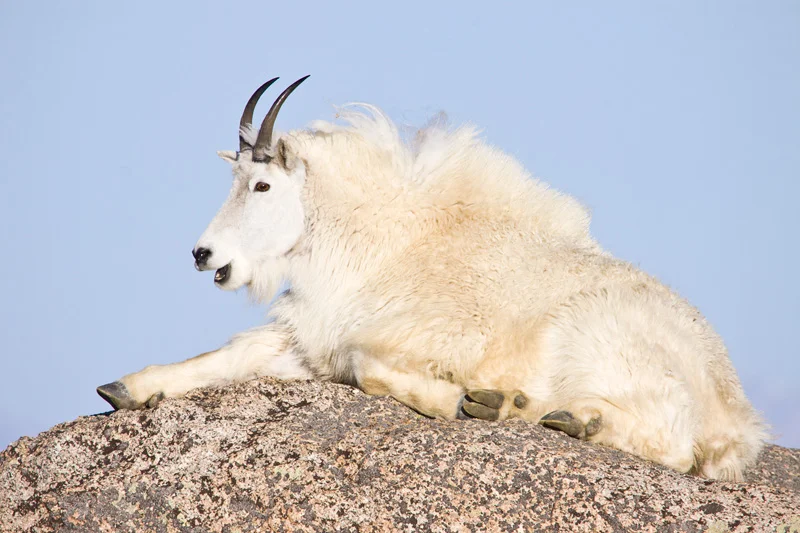 Mountain Goat (Oreamnos americanus) Relaxing on a Large Granite Boulder, Mt. Evans, Colorado, United States.