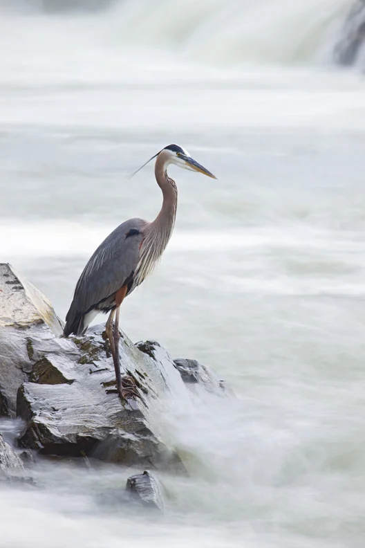 Great Blue Heron of the Mist, Great Falls National Park, Virginia, United States.
