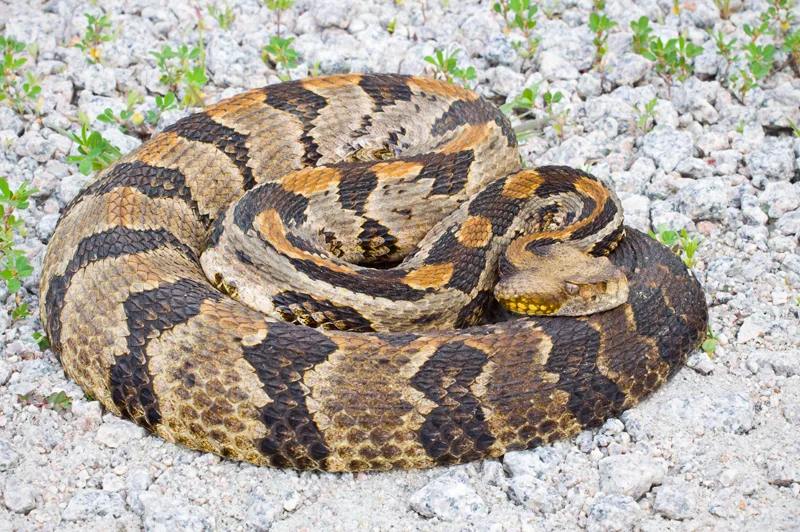 A Coiled up Canebrake Rattlesnake (Crotalus horridus) on Gravel, North Carolina, United States.