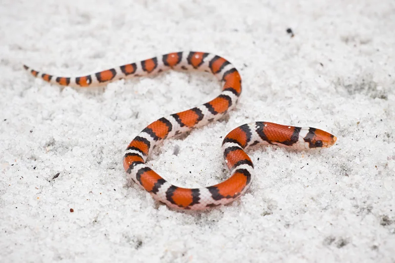 A Young Northern Scarletsnake (Cemophora coccinea copei) Crawling on White Sand, Croatan National Forest, North Carolina, United States.