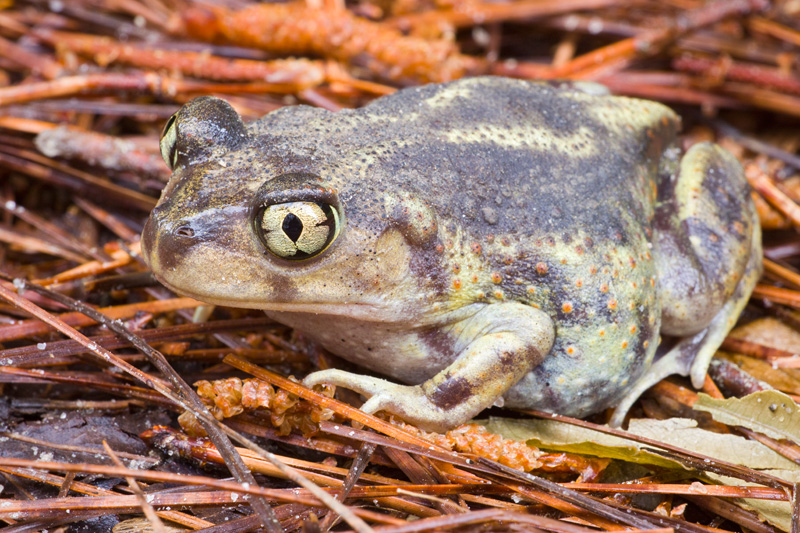 Eastern Spadefoot Toad (Scaphiopus holbrookii) Standing on some Pine Needles, Croatan National Forest, North Carolina, United States.