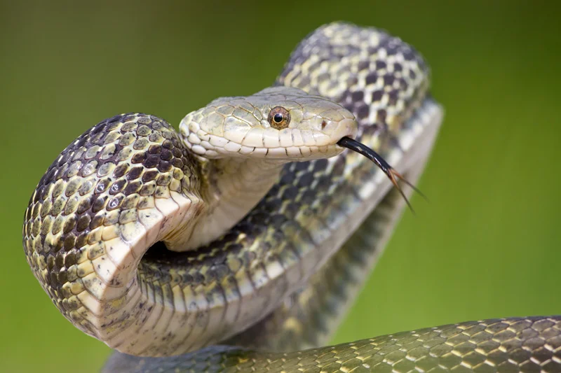Eastern Rat Snake (Pantherophis alleghaniensis) Rearing up in a Defensive Posture, North Carolina, United States.