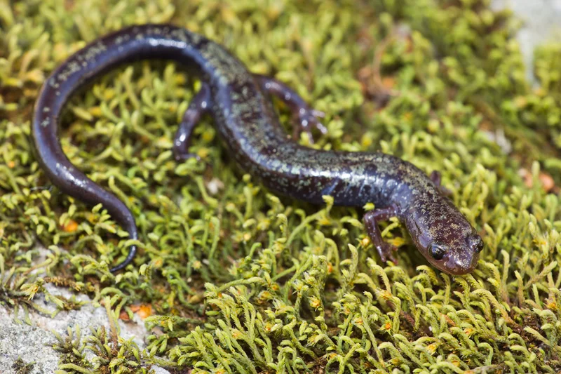 Peaks of Otter Salamander (Plethodon hubrichti) Walking on a Moss Covered Rock, Virginia, United States.