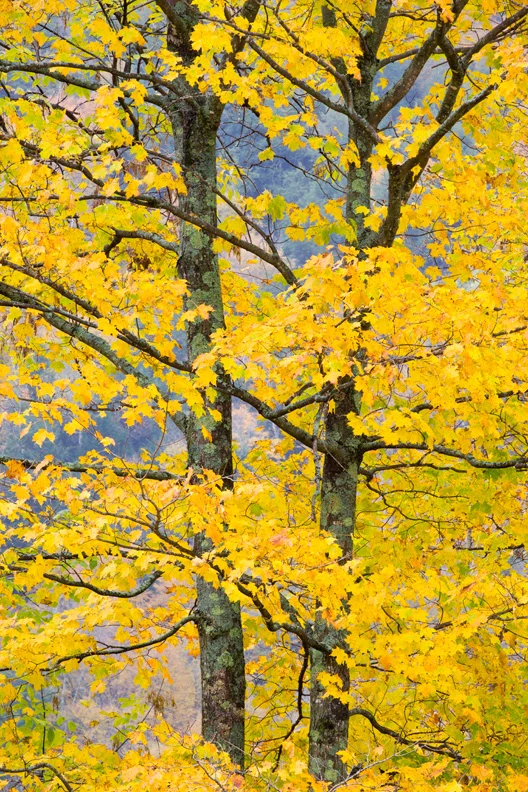 Yellow Maple Tree, Green Mountain National Forest, Vermont, United States.