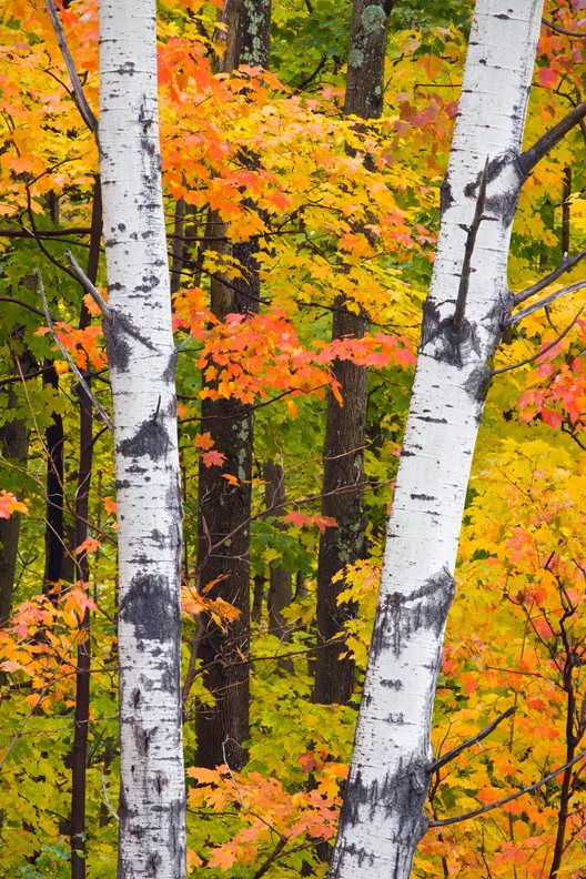 A Pair of Birch Tree Trunks Against Colorful Maple Trees in Autumn, Green Mountain National Forest, Vermont, United States.