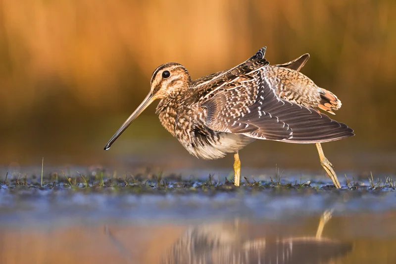 Adult Wilson's Snipe (Gallinago delicata) Wingstretch, Ohio, United States.
