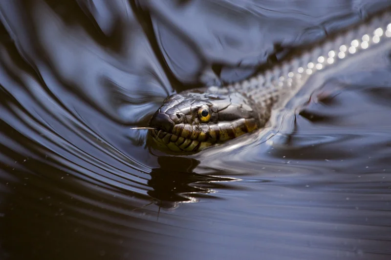 A Portrait of an Adult Northern Watersnake (Nerodia sipedon) Swimming in Water, Upstate New York, United States.