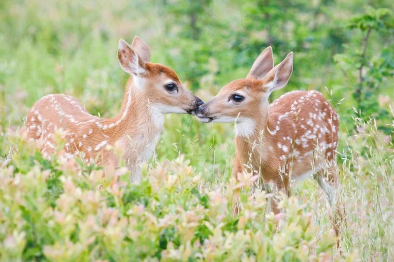 Cute White-tailed Deer Fawn Twins Sniffing Each Other in Big Meadows, Shenandoah National Park, Virginia, United States.