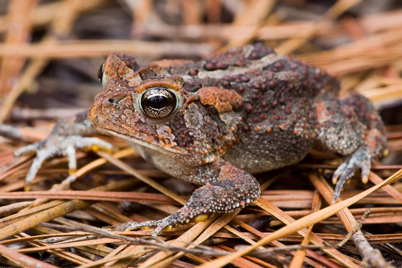 Adult Southern Toad (Bufo terrestris) standing on pine needles, Francis Marion National Forest, South Carolina, United States.