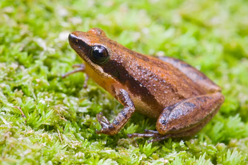 Adult Little Grass Frog (Pseudacris ocularis) standing on green moss in Francis Marion National Forest, South Carolina, United States.