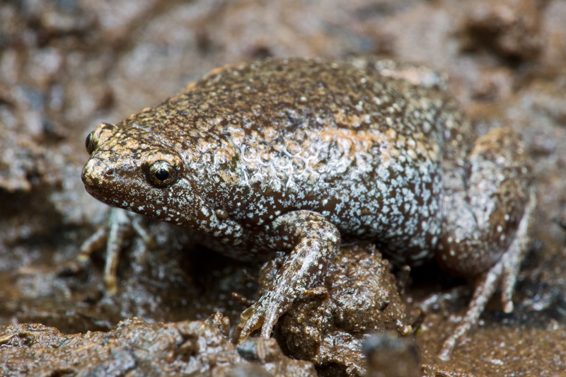 Adult Eastern Narrow-mouthed Toad (Gastrophryne carolinensis)