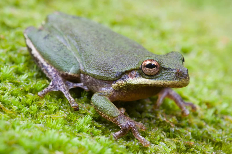 Adult Squirrel Treefrog (Hyla squirella) sitting on green moss, Francis Marion National Forest, South Carolina, United States.