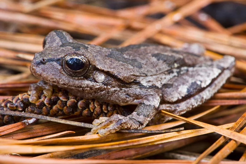 Adult Pine Woods Treefrog (Hyla femoralis) sitting on a small pine cone and pine needles in Francis Marion National Forest, South Carolina, United States.
