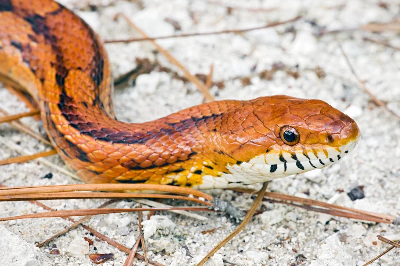 Corn Snake (Elaphe guttata) portrait on sand, Francis Marion National Forest, South Carolina, USA.