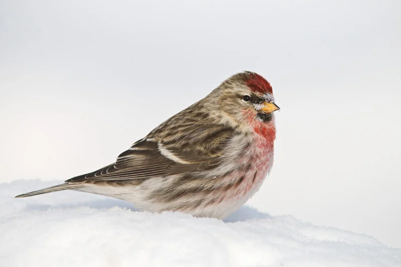 Adult Male Common Redpoll Standing on Snow, Maine, United States.