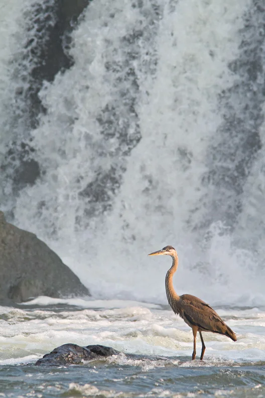 Juvenile Great Blue Heron Standing on a Rock in Front of Falling Water, Great Falls National Park, Maryland / Virginia, United States.