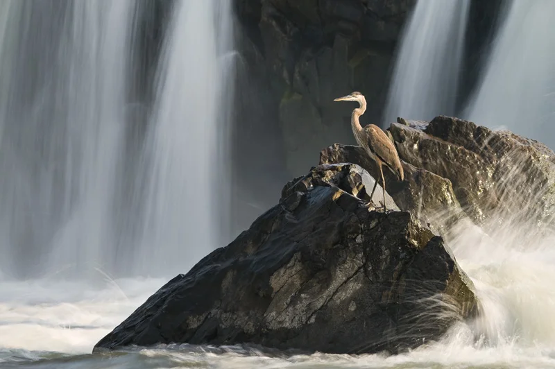 Great Blue Heron Standing on a Rock With a Waterfall in the Background and Waves Crashing Into it at Great Falls National Park, Maryland, Virginia, United States.