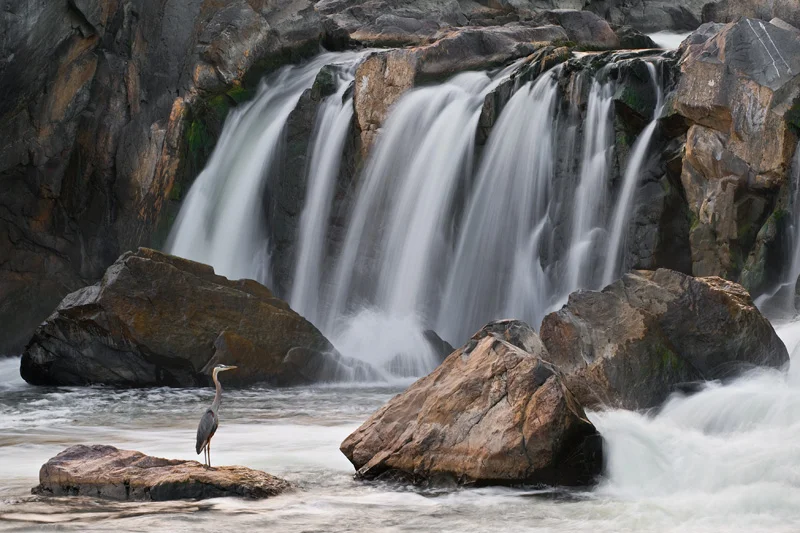 Great Blue Heron Standing in Front of a Waterfall, Great Falls National Park, Maryland, United States.